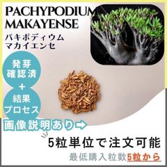 【種子】パキポディウム  マカイエンセ / セット割あり 数量5粒から購入OK