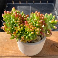 4月出品