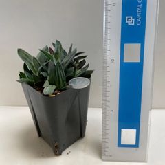 多肉植物　ガストロアロエ　グリーンアイス(レア)  抜き苗　根付き