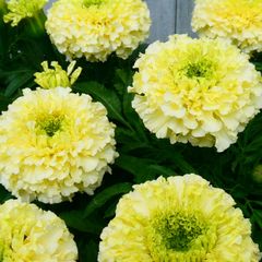 アフリカンマリーゴールド　バニラ　種30粒　花の種