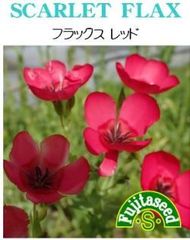 ＜花の種＞フラックス・レッド 0.5ｍｌ　約１３０粒　赤いアマ
