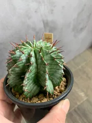 胴太ホリダ 良型 子株付き 大きめ 【公式通販】