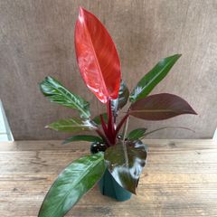 フィロデンドロン　サンレッド  現品　Philodendron selloum ‘sun red’　サトイモ科 フィロデンドロン属　フィロデン  観葉植物 観葉 植物 珍奇植物 珍奇 珍しい インテリア おしゃれ かわいい プレゼント おすすめ