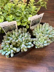 なす様専用　おまとめセット