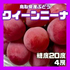 【常温】クインニーナ 糖度20度 4房 ぶどう 葡萄 ブドウ 送料無料
