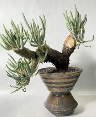 g50 アデニウム ドワーフ タコ足 塊根植物 コーデックス アラビカム アデニウム アラビアカム ドワーフ 鉢付き 塊根植物 コーデック