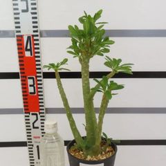 2091 「塊根植物」ドルステニア ギガス 植え【発根開始・発芽開始・Dorstenia gigas・多肉植物】