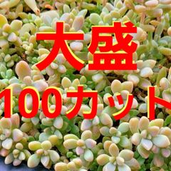 【大量】多肉植物セダム　姫秋麗100カット【育成説明書】
