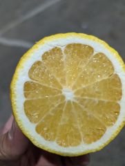 はるかのサムネイル