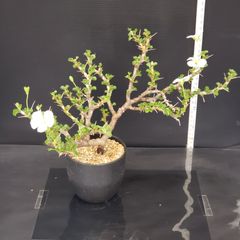 J638【自社養生株】サルコカウロン　バンデリエティアエ（現地球・発根株・鉢植え）【塊根植物】