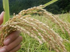 江戸時代の肥後米! 穂増(玄米)　5ｋｇ　天日干し・自然栽培　　令和5年度産　新米