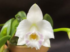 ★洋蘭★原種★実生★C. alaori f.semi-alba 'Shirlri' x self★カトレア　アラオリ★5-16