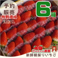 ⑥箱【予約販売】第4弾 新鮮朝採りいちご