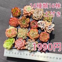 ㊱大きめ苗! 青鬼❣️そわそわ❣️もみじ飴❣️紅手鞠❣️6苗メルカリ便送料込 naka多肉 - メルカリShops