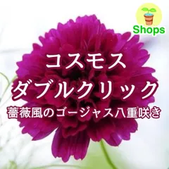 【お花の種】コスモス☆秋桜 ダブルクリック  混色種子 約50粒！のサムネイル