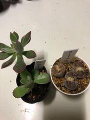 多肉植物寄せ植え