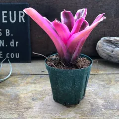ポットごと♡アナナス　ネオレゲリア♡ファイヤーボール♡観葉植物のサムネイル