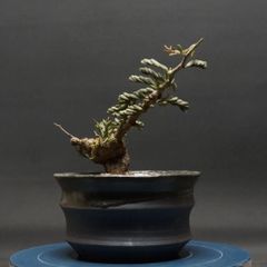 "Senna meridionalis" センナ メリディオナリス 管理2232