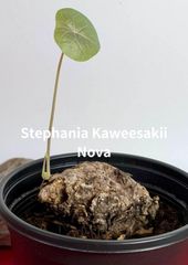 塊根植物　コーデックス　stephania　kaweesakii　nova　ステファニア　カウィサキー　ノバ　A-78