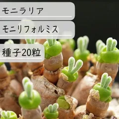 2025年最新】モニラリア 種の人気アイテム - メルカリ