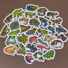 【商品番号SA】　カエルのフレークシール　両生類　蛙　シール　アカメアマガエル　イエアメガエル　アメフクラガエル　ヤドクガエル　など