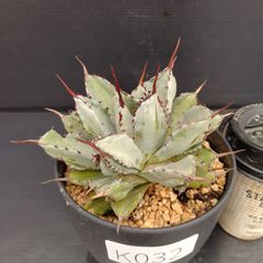 K032【自社養生株】アガベ　ポタトラム　キュービック（発根株・鉢植え）【多肉植物J】