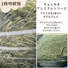 モエレ牧草  アメリカ産ダブルプレス1番刈り50ｇ