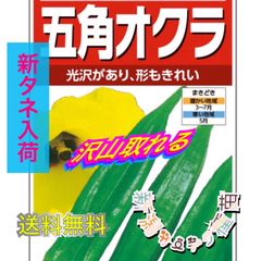 オクラの種　野菜　ネバネバ　健康　夏野菜