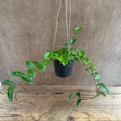 【サンプル】ホヤ カルノーサ クリンクル エイト  Hoya carnosa krinkle 8 サクララン 桜蘭 クリンクル エイト 観葉植物 観葉 植物 珍奇植物 珍奇 珍しい レア 希少 つる性 つる性植物 ハンギング 吊るす 吊り下げ インテリア 花