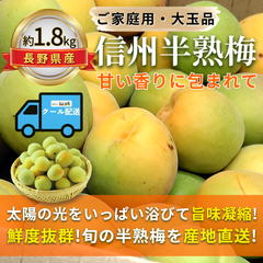 信州半熟梅 ～甘い香りに包まれて～【内容量】約1.8kg 【配送方法】クール配送【サイズ】L以上【品目】梅（うめ）【品種】当店お任せ【産地】長野県【規格】ご家庭用A品B品混合【詰め方】 バラ詰め【配送までの日数】1～4日