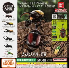 いきもの大図鑑 かぶとむし09 全6種 ガチャ