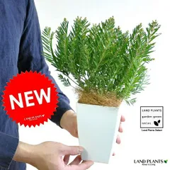 【希少】アカシア（テレサ）４号　矮性アカシアテレサ黄色の花 ハナアカシア 鉢植え 銀葉アカシアテーブルミモザ ミモザアカシア　アカ