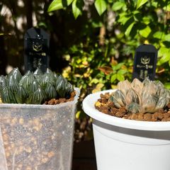 お得なセット お得なセット