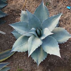 アガベ　オバティフォリア　フロスティブルー　大株　直径60㎝　AGAVE