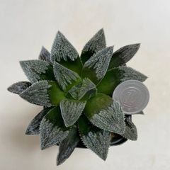 多肉植物　ハオルチア　白帝城　抜き苗　根付き