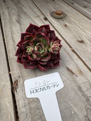 クレヨン　エケベリア　トロピカルガーデン　多肉植物