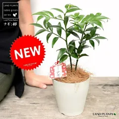 2024年最新】植木鉢 白の人気アイテム - メルカリ