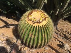 専用ユーフォルビア アブデルクリ 接ぎおろし 超特大 専用ユーフォルビア アブデルクリ 接ぎおろし 超特大