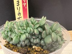 乙女蛍 コキリノさん苗 札なし 抜き苗 - メルカリ