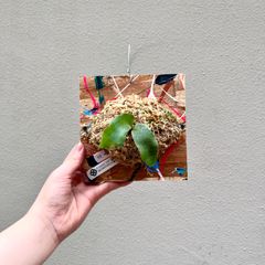 P. Veitchii 2nd sporeビカクシダ/"PaintBoard" 13