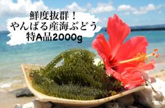 最短翌日発送】鮮度抜群！やんばる産海ぶどう 特A品500g - ちゅら海