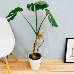 ［現品］20-8 八丈島産　モンステラ　デリシオーサ　幹上がり　８号　観葉植物　室内　育てやすい　かっこいい　鉢受け皿付