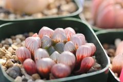 多肉植物　ハオルチア　スターサファイア　小苗