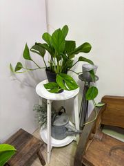 モンステラ・カルステニアナム　6号　丈夫　育てやすい　オシャレ　インテリア　グリーン　観葉植物　ツル性　ハンギング