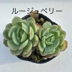 エケベリア ルージュベリー2頭
