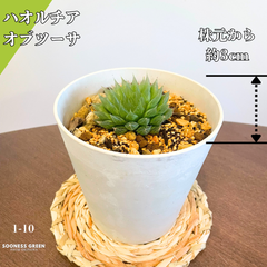 【沖縄育ち】約3㎝ ハオルチア オブツーサ 多肉植物 かわいい 育てやすい 南国育ち 1-10