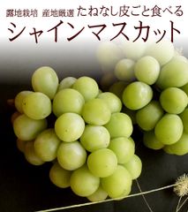 シャインマスカット お中元 暑中お見舞い 残暑お見舞い お取り寄せ シャインマスカットギフト 夏の贈り物 夏ギフト お世話になった方へ贈り物 種無し皮ごと食べられる 産地厳選 [シャインマスカット2房] 1房あたり500ｇ 冷蔵便