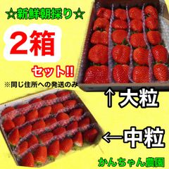 【複数割引価格】新鮮朝採り🍓大粒＆中粒‼️かんちゃん農園 甘いいちご