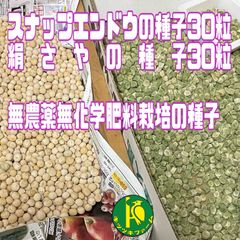 スナップエンドウ（固定種）と絹さや（グリンピース）の種、各 30 粒セット 有機種子・無農薬無化学肥料栽培のタネ