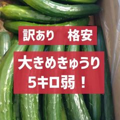 5キロ弱！訳ありだけど味がいい！リピーター続出！デカきゅうり！　野菜ソムリエサミット銀賞受賞　農家直送　減農薬　有機肥料　ちょいデカきゅうり　訳あり　5kg